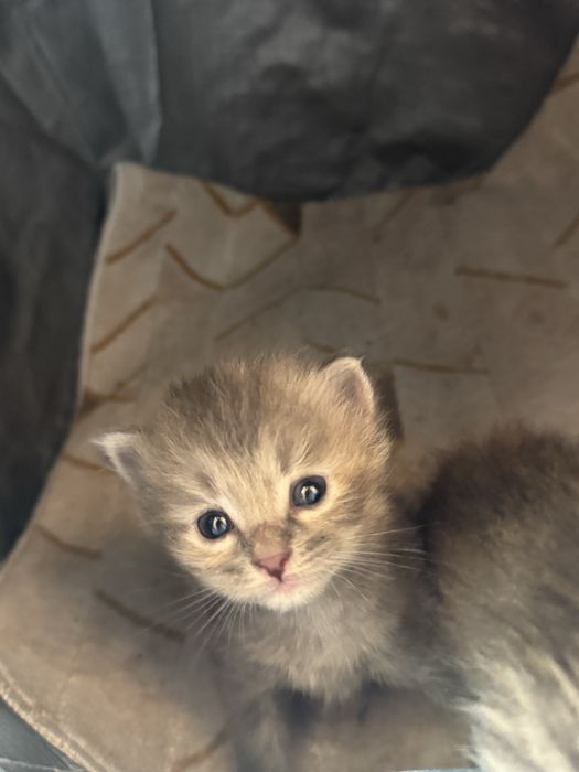 Котята ищут дом