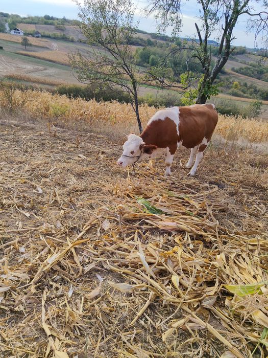 Vând vitea bălțată