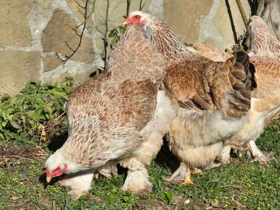 Продавам разплодни яйца от Сьомгова брама [Salmon Brahma]