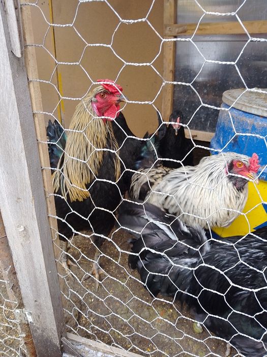 Петли на осем месеца