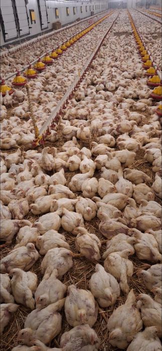 Pui de carne si rasa mixta