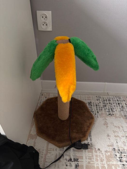 Котенок  мальчик