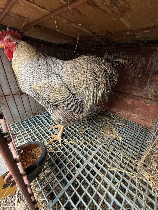 Cocosi rasa playmouth rock barat