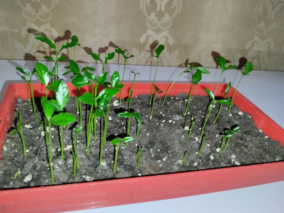 Мандарин из косточки