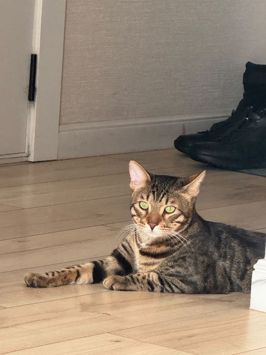 Продаю бенгальского кота