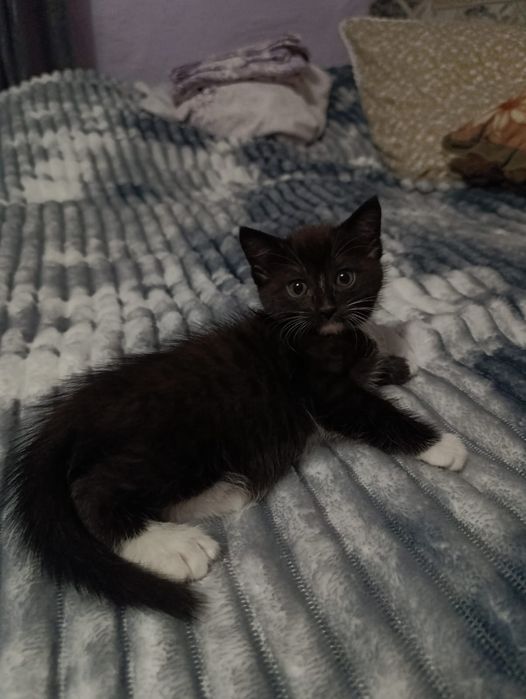 Отдам котят в добрые руки