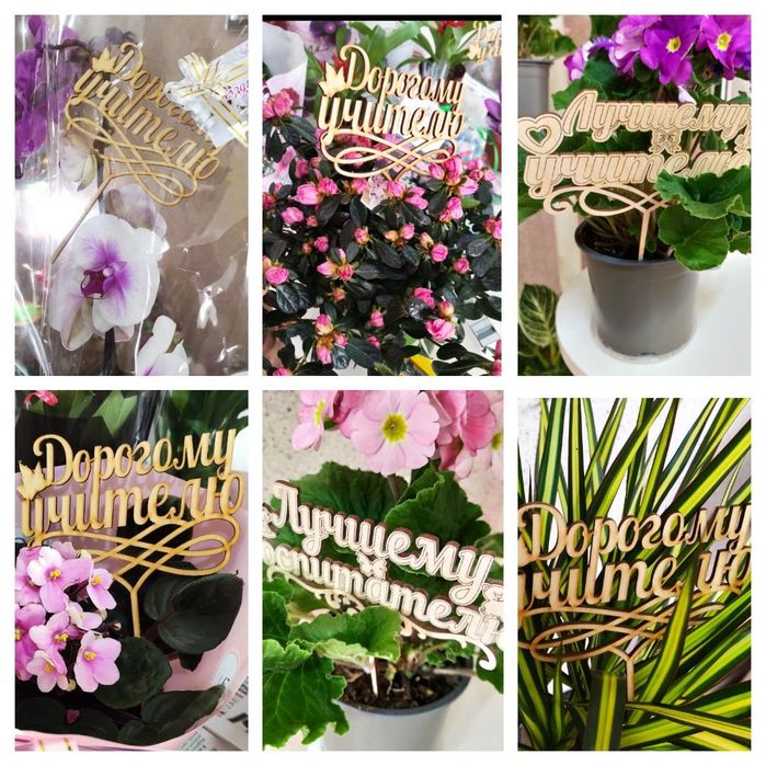 Комнатные цветы отличный подарок