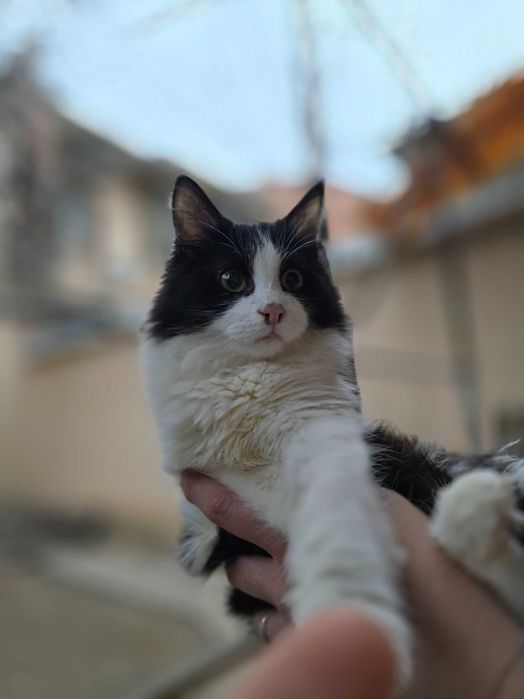 Котёнок, мальчик, 6 месяцев