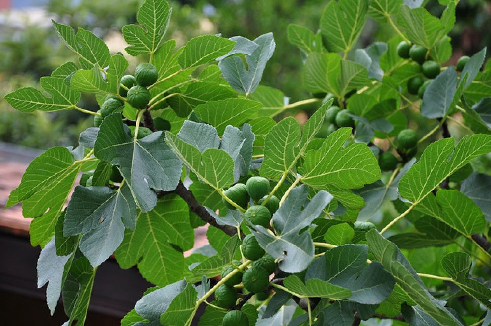 Smochin Românesc Maro 15-30 cm, pentru dulceată.