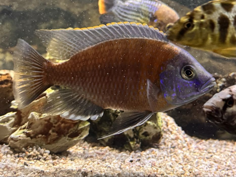 Afrika cichlid baliqlar 10sm dan kotta samets