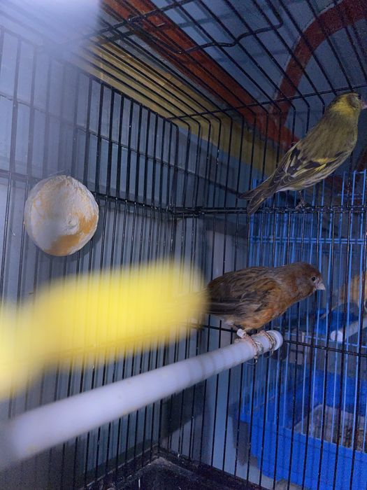 Kanareyka nar moda para