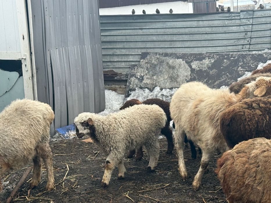 Продается КРС и бараны