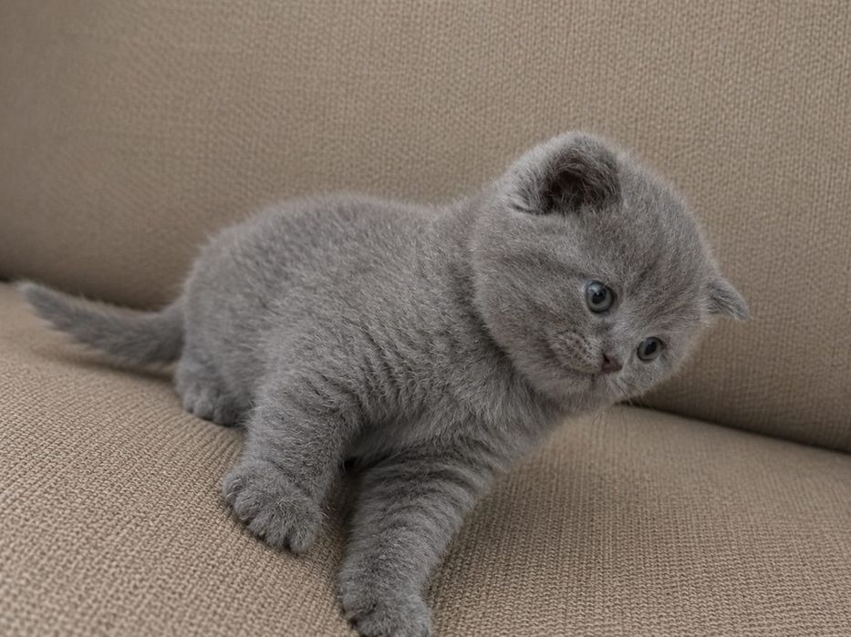 Шотландские котята