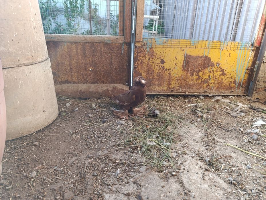 Голубь Бухарский барабанщик молодой пол пока не известен