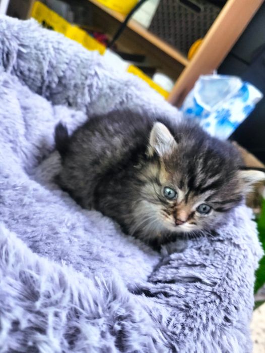 Котенок в добрые ручки