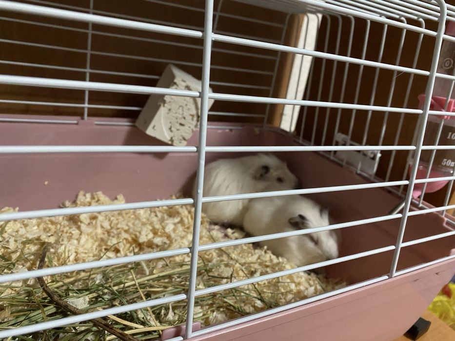 Продам морских свинок