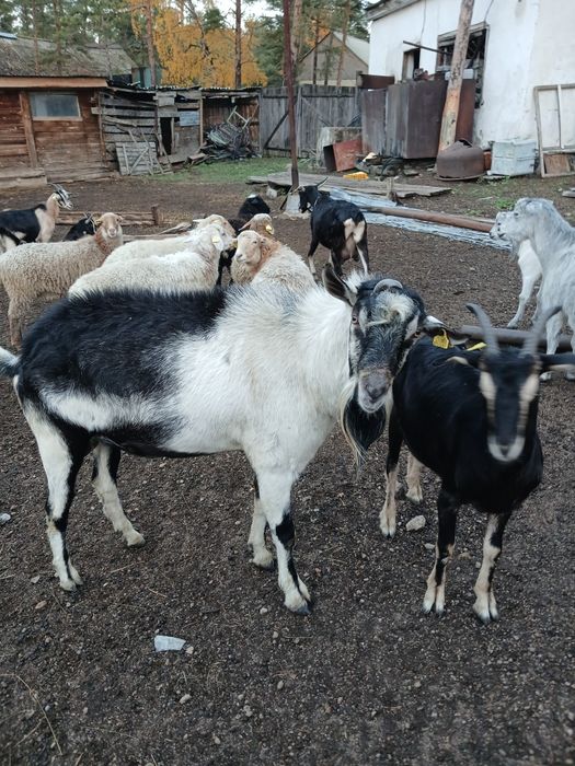 Продам козла Альпийская породы