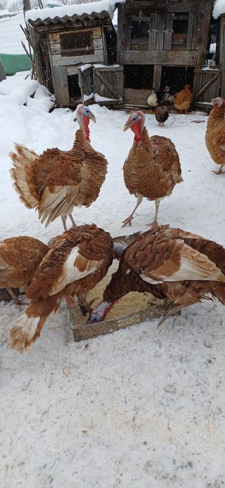 Vănd 2buc curci de casă masculi