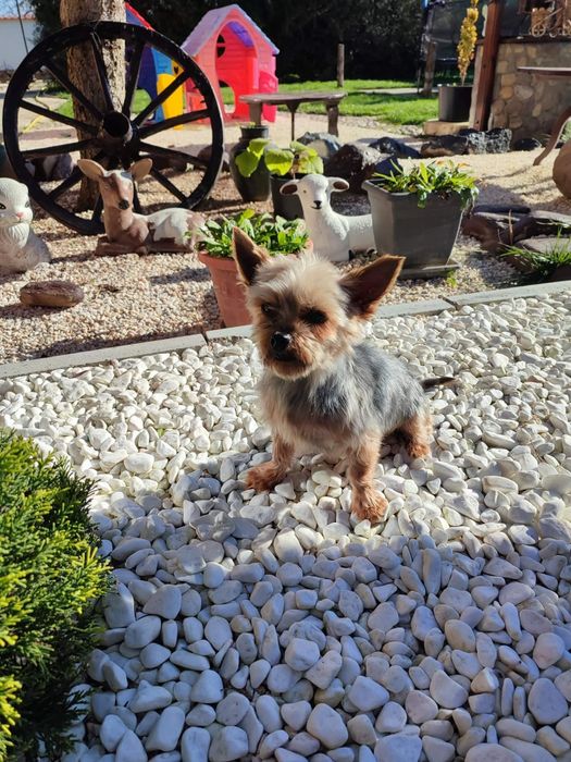 Йоркширски териер мини