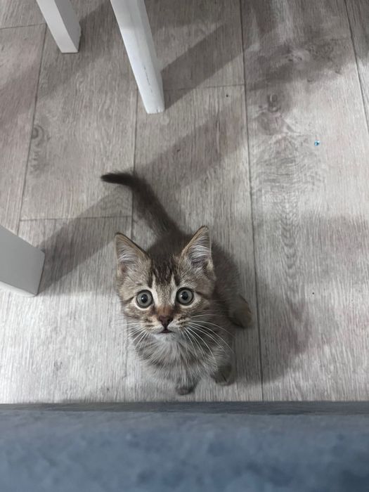 Котенок мальчик Симба