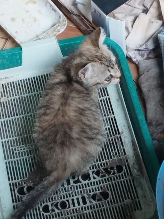 Маленький котенок девочка