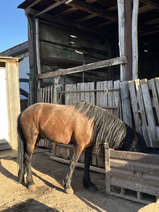 Айғыр сатылады. Продается жеребец