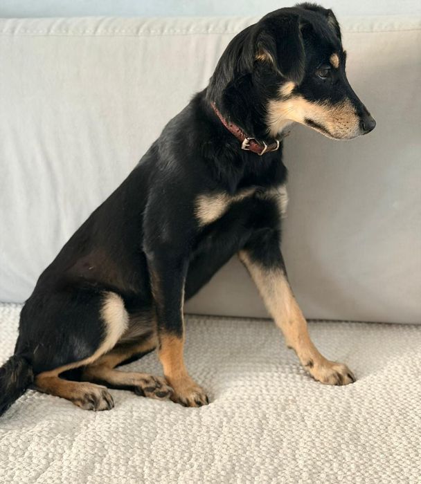 Отдам в добрые руки