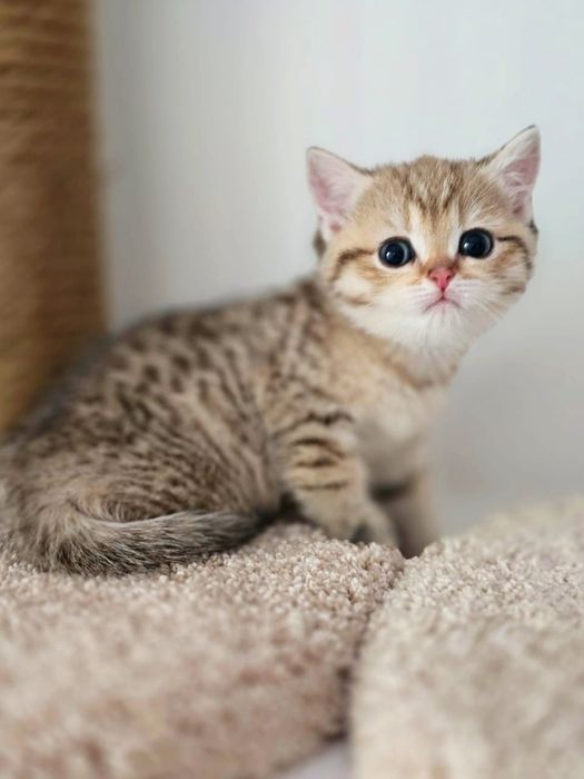 Кошечка ТиГрЯшА бРитаНскаЯ