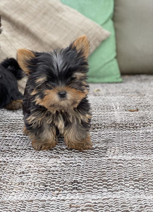 Йоркширски териер / Yorkshire Terrier