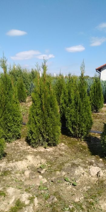 Tuja smaragd diferite dimensiuni