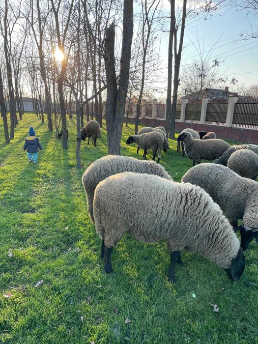 Berbecuti de vanzare