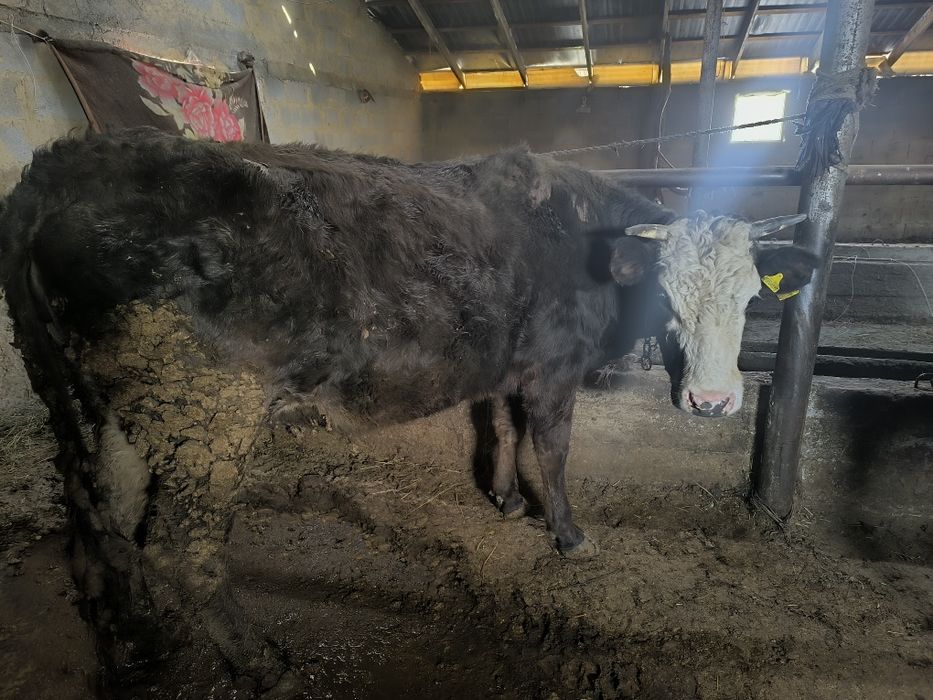 3 жасар соғым, откорм, ет, мясо, еті таза, жеммен семірген