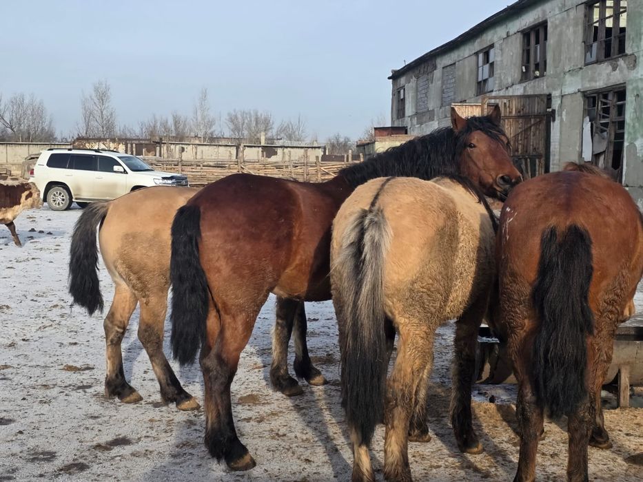 Мұғалжар айғырлар сатылады