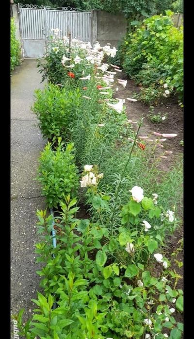 Vând casa în orașul corabia olt