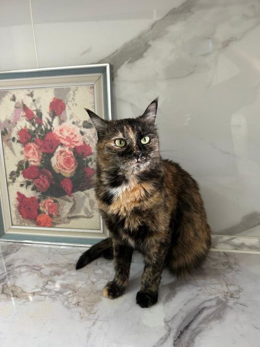 Кошечки в добрые руки!