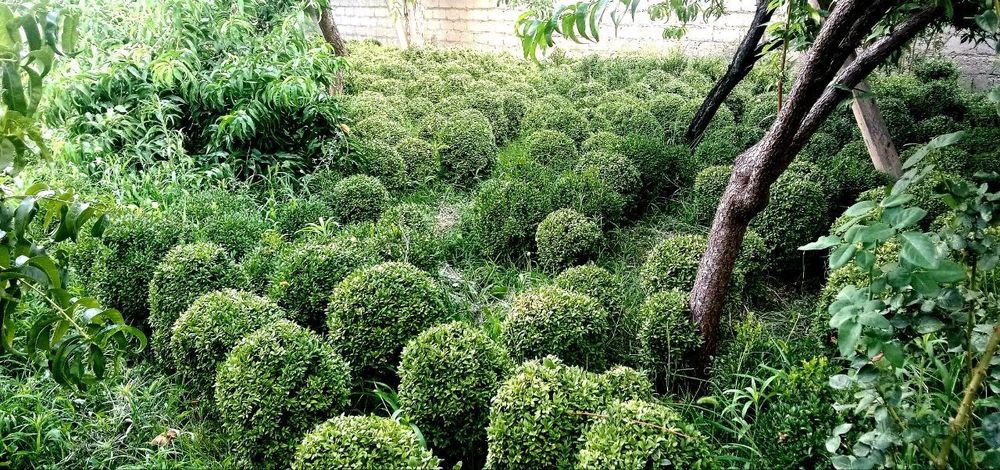 Самшит (Шамшод), доимий яшил холатида туради