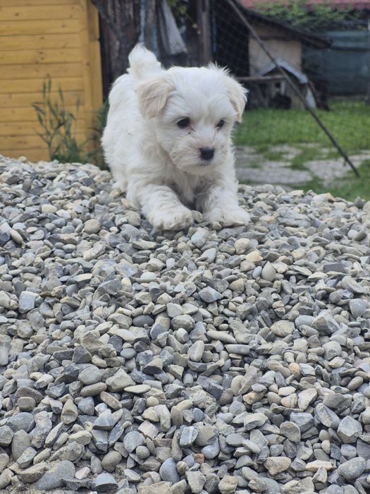 Pui Bichon Maltez - o fetita si 2 baieti