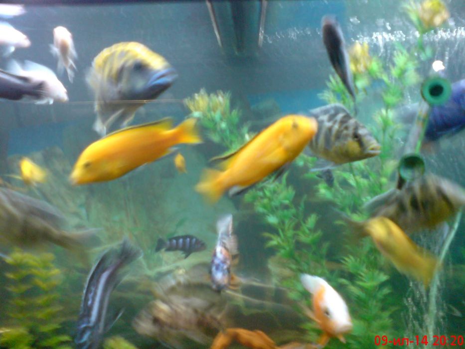 цихлиды малави  взрослые