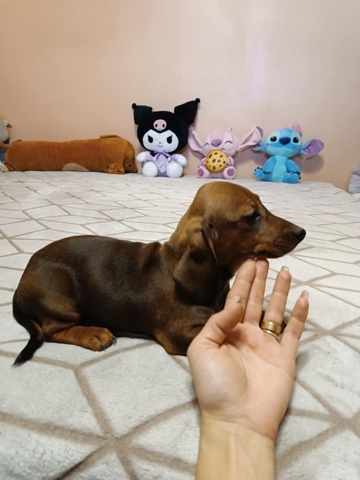 Fetita teckel dachshund
