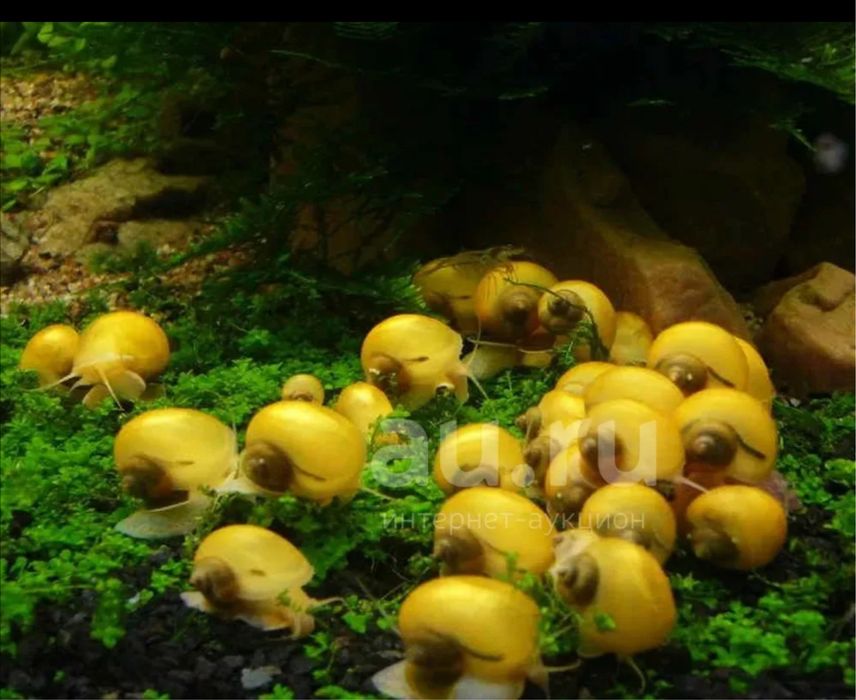 Ампуллярия Pomacea bridgesii