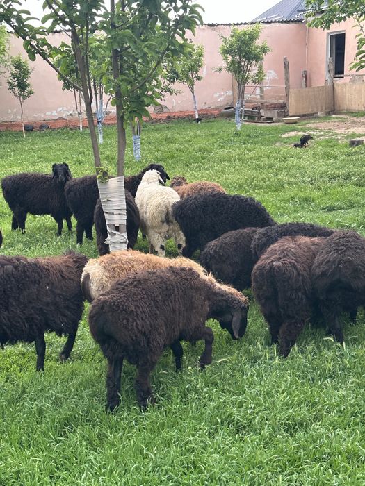 Туктылар сатылады