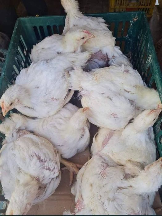 Pui de gaini albi roși și porumbaci