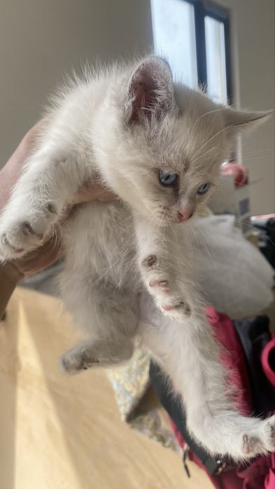 Бесплатно ст шымалган