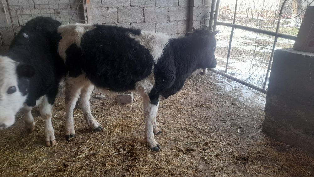 Екі бука сатылады