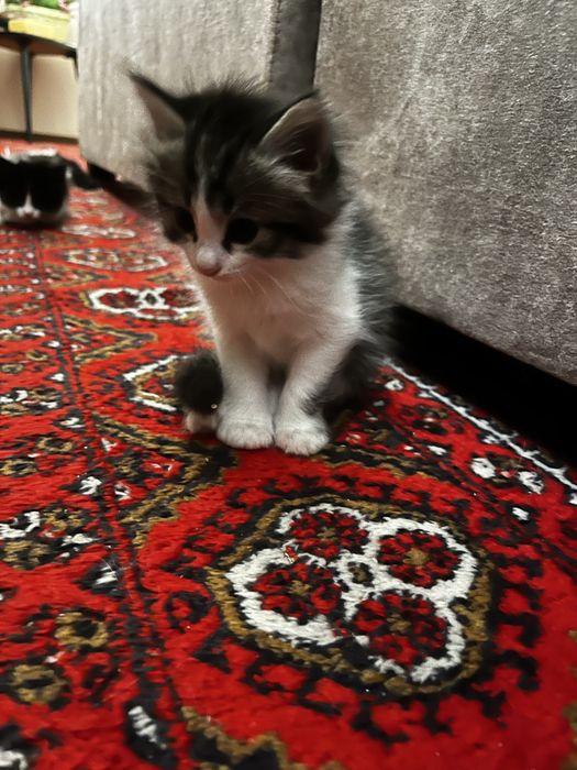 Веселые котята, кушают, к лотку приучены