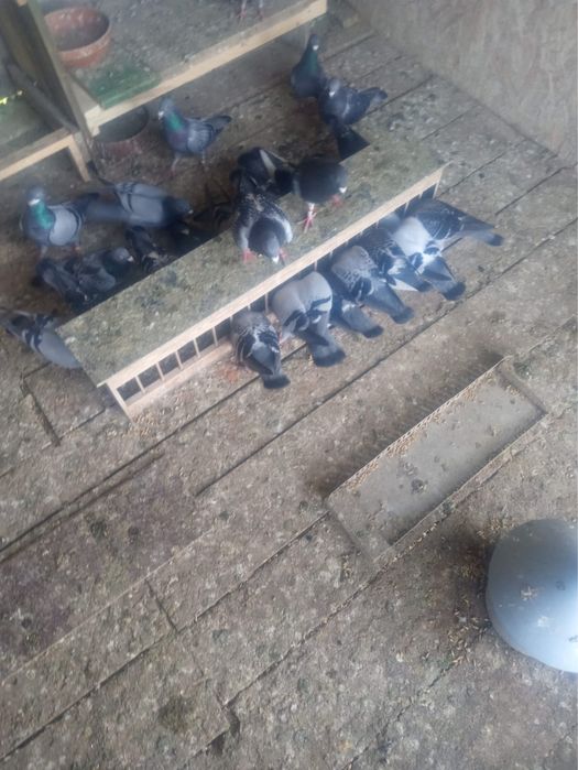 Vand porumbei voiajori fond si maraton