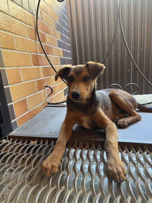 Отдадим собаку в хорошие руки