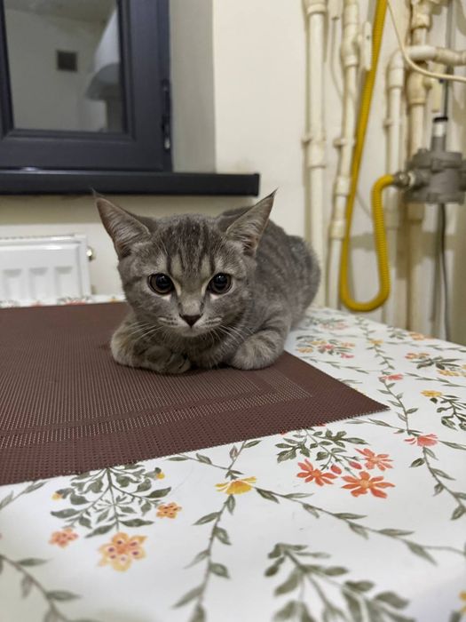 Mushuk British fold toyger bn aralash