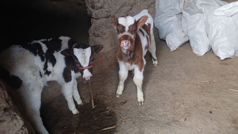 Бұзаулы сиыр сатылады туркестан