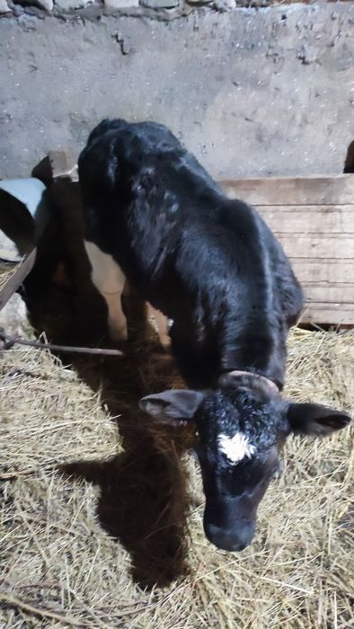 Теленок бычок 7 дней